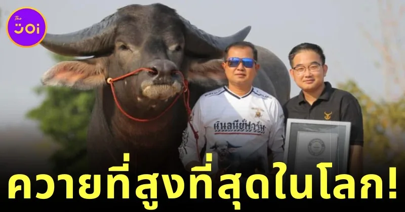 "คิงคอง" สร้างสถิติเป็น "ควายที่สูงที่สุดในโลก" ลง "Guinness World Records"