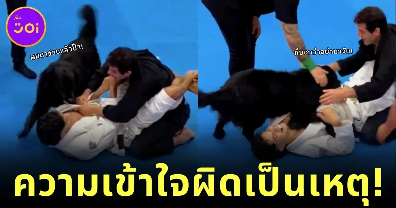 Labrador Protects His Owner Jiujitsu