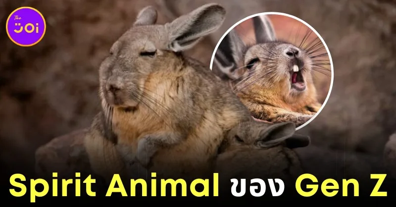 รู้หรือไม่? "วิสคาซ่า" สัตว์ที่ดูเหนื่อย, เศร้า และหมดหวัง คือ Spirit Animal ของคน "Gen Z"