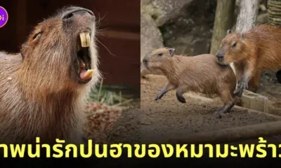 คาปิบารา Capybara หมามะพร้าว กะปิปลาร้า