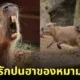 คาปิบารา Capybara หมามะพร้าว กะปิปลาร้า