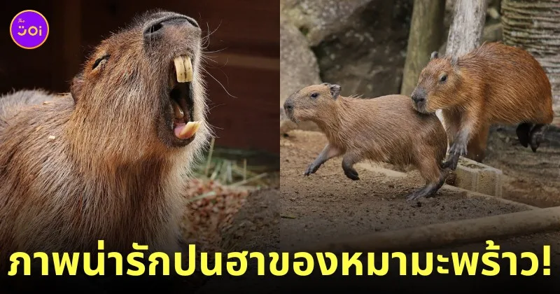 คาปิบารา Capybara หมามะพร้าว กะปิปลาร้า