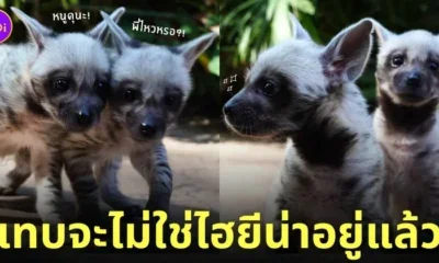 ลูกไฮยีน่า เชียงใหม่ไนท์ซาฟารี