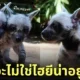 ลูกไฮยีน่า เชียงใหม่ไนท์ซาฟารี