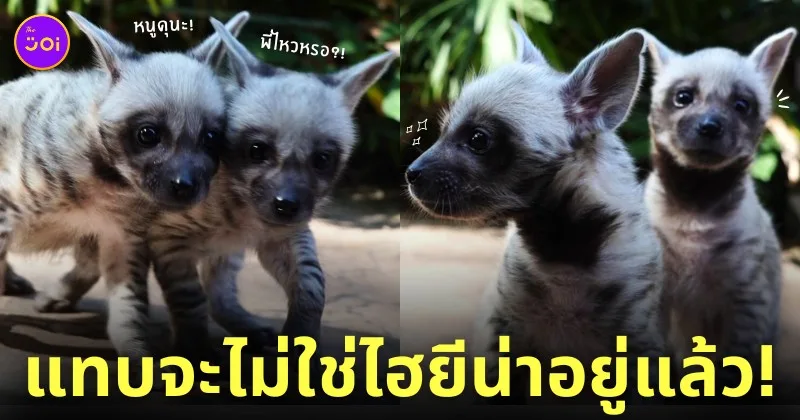 ลูกไฮยีน่า เชียงใหม่ไนท์ซาฟารี