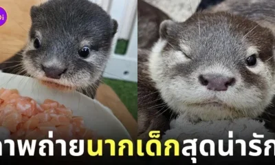 ภาพถ่ายแก๊งนากเด็ก 이웃집수달 Otter’s Home