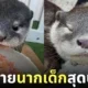 ภาพถ่ายแก๊งนากเด็ก 이웃집수달 Otter’s Home