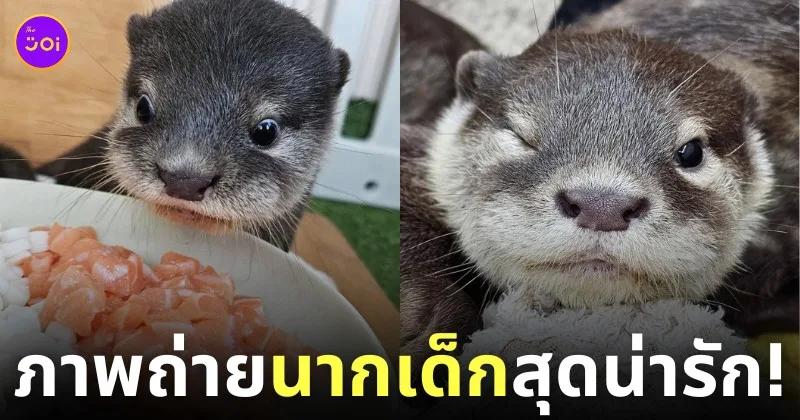 ภาพถ่ายแก๊งนากเด็ก 이웃집수달 Otter’s Home