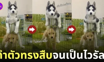 คลิปน้องหมาไซบีเรียนขี่คอโกลเด้น TikTok