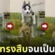 คลิปน้องหมาไซบีเรียนขี่คอโกลเด้น TikTok