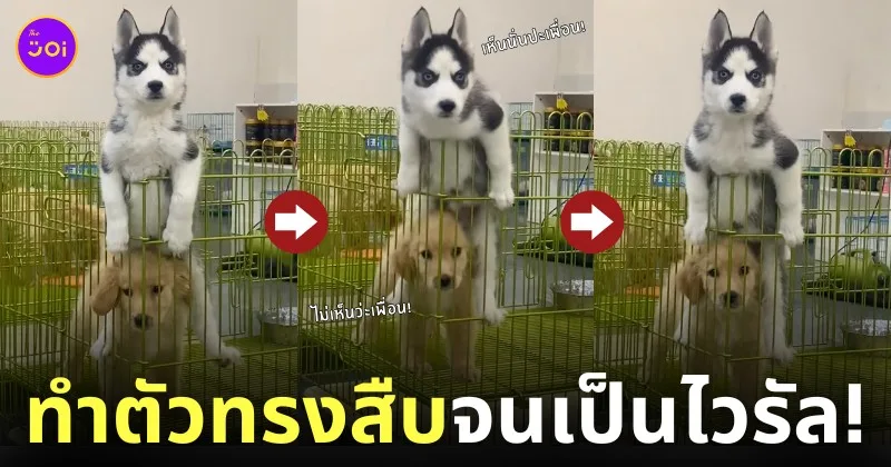 คลิปน้องหมาไซบีเรียนขี่คอโกลเด้น TikTok