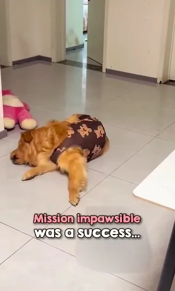 ไวรัล! น้องหมาโกลเด้น รีทรีฟเวอร์ เปิดปฏิบัติการ "Mission Impaswsible" เพื่อกินแอปเปิ้ลที่เจ้าของปอกหล่น