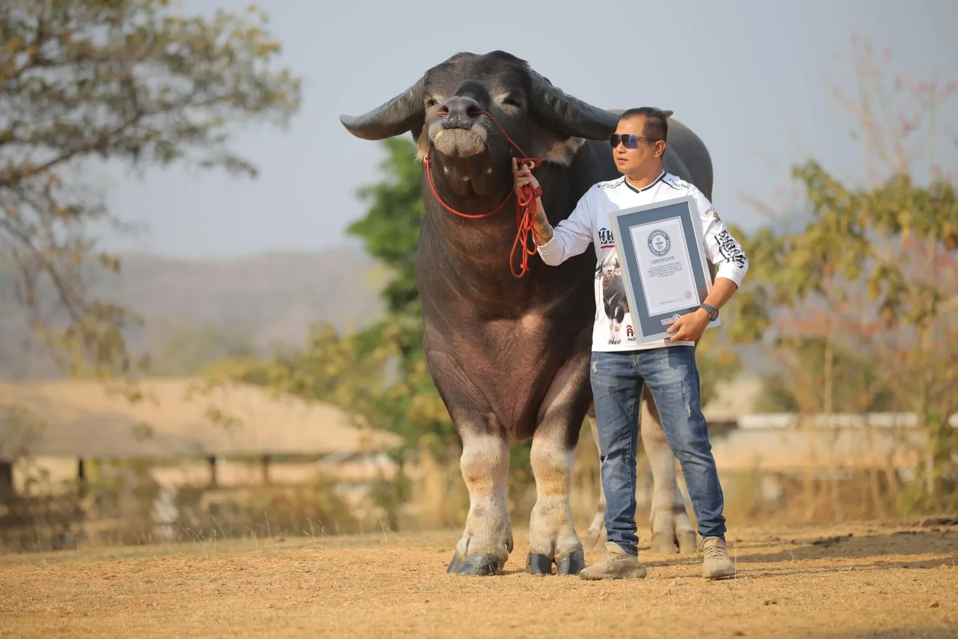 "คิงคอง" สร้างสถิติเป็น "ควายที่สูงที่สุดในโลก" ลง "Guinness World Records"