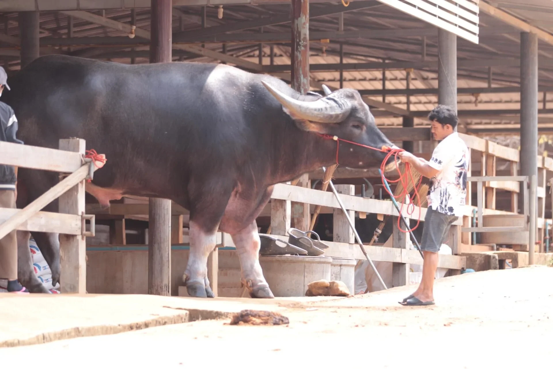 "คิงคอง" สร้างสถิติเป็น "ควายที่สูงที่สุดในโลก" ลง "Guinness World Records"