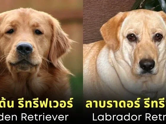พาส่อง 14 คู่สายพันธุ์สุนัขที่หน้าตาคล้ายกันมาก จนหลายคนคิดว่าเป็นสายพันธุ์เดียวกัน (ภาค 2)