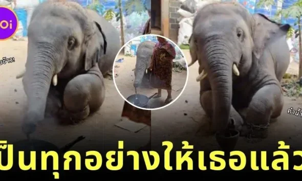 ไม่มีอะไรที่น้องพลายดาวมงคลทำไม่ได้! ชาวเน็ตแห่แชร์คลิปช้างน้อยนั่งทำกับข้าว ที่ดูน่ารักปุ๊กปิ๊กจนกลายเป็นไวรัล!