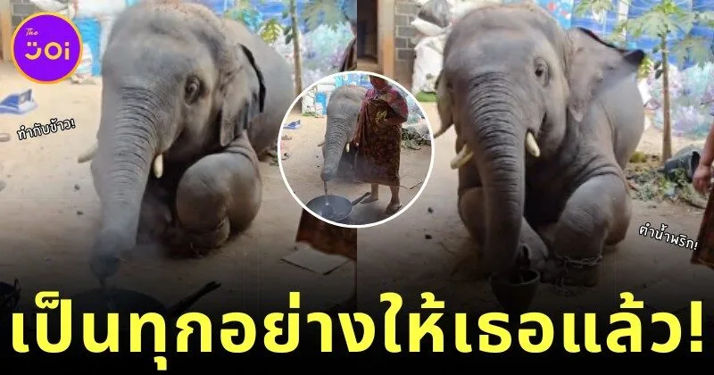 ไม่มีอะไรที่น้องพลายดาวมงคลทำไม่ได้! ชาวเน็ตแห่แชร์คลิปช้างน้อยนั่งทำกับข้าว ที่ดูน่ารักปุ๊กปิ๊กจนกลายเป็นไวรัล!