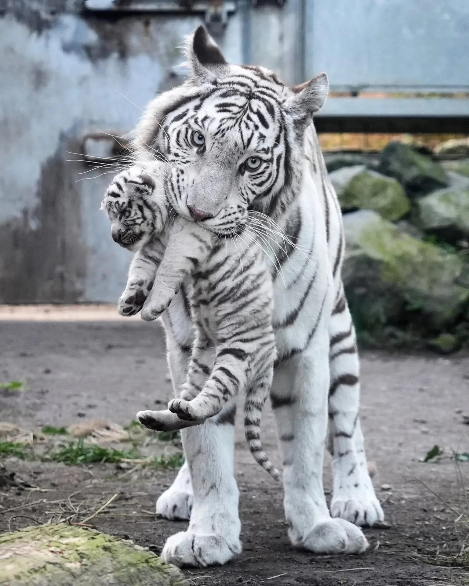 ภาพลูกเสือโคร่งขาวที่ทำสีหน้าสุดฮาหลังโดนแม่คาบ