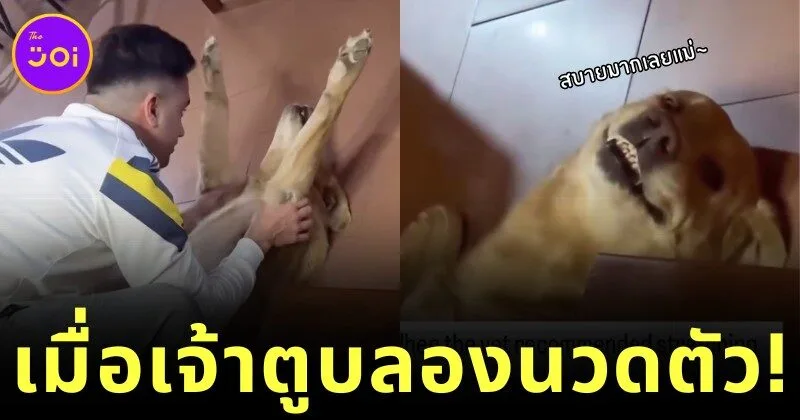 หมาโกลเด้น รีทรีฟเวอร์ลองเข้าคอร์สนวดคอบ่าไหล่ ผลลัพธ์ที่ได้ทำน้องฟินไม่ไหว!