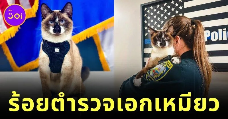 แมวจรพันธุ์วิเชียรมาศแอบย่องเข้าโรงพักในสหรัฐฯ เป็นประจำ จนถูกแต่งตั้งให้เป็น "ร้อยตำรวจเอกเหมียว"