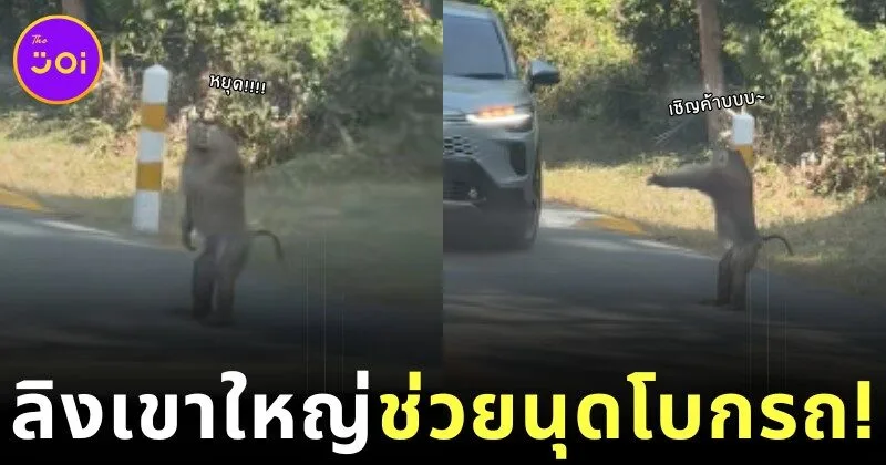 เผยคลิปลิงเขาใหญ่โบกรถเลียนแบบมนุษย์ ชาวเน็ตต่างเอ็นดูแห่กดไลก์จนเป็นไวรัล!