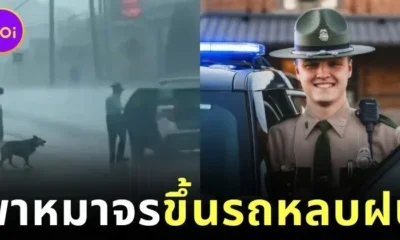 ตำรวจทางหลวงสหรัฐฯ ช่วยพาสุนัขจรจัดกลางฝนที่ตกหนักขึ้นรถสายตรวจ ชาวเน็ตเห็นแล้วใจฟูแห่แชร์จนเป็นไวรัล!