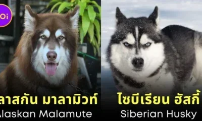 พาส่อง 14 คู่สายพันธุ์สุนัขที่หน้าตาคล้ายกันมาก จนหลายคนคิดว่าเป็นสายพันธุ์เดียวกัน