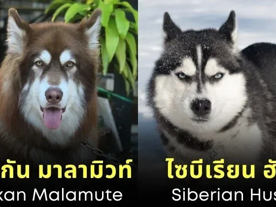 พาส่อง 14 คู่สายพันธุ์สุนัขที่หน้าตาคล้ายกันมาก จนหลายคนคิดว่าเป็นสายพันธุ์เดียวกัน