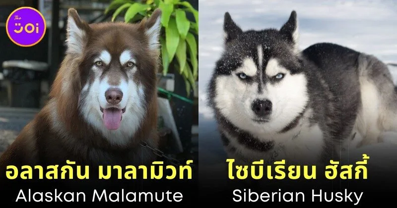 พาส่อง 14 คู่สายพันธุ์สุนัขที่หน้าตาคล้ายกันมาก จนหลายคนคิดว่าเป็นสายพันธุ์เดียวกัน