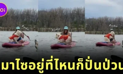 เมื่อเจ้านายสาวพาหมาไซมาร่วมพาย SUP Board ความปั่นป่วนจึงเริ่มต้นขึ้นไม่มีหยุดจนกลายเป็นไวรัล!