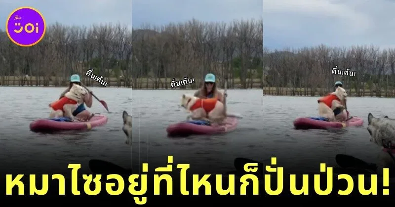 เมื่อเจ้านายสาวพาหมาไซมาร่วมพาย SUP Board ความปั่นป่วนจึงเริ่มต้นขึ้นไม่มีหยุดจนกลายเป็นไวรัล!