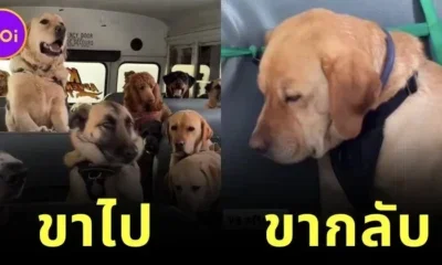 เผยคลิปบรรยากาศน้องหมาขึ้นรถบัสไปเที่ยว "Dog Park" ที่ขาไปอย่างคึก ขากลับอย่างร่วง!