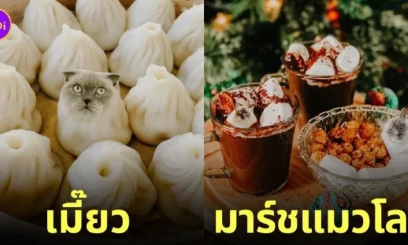 ภาพตัดต่อแมวผสมเข้ากับอาหารและขนม