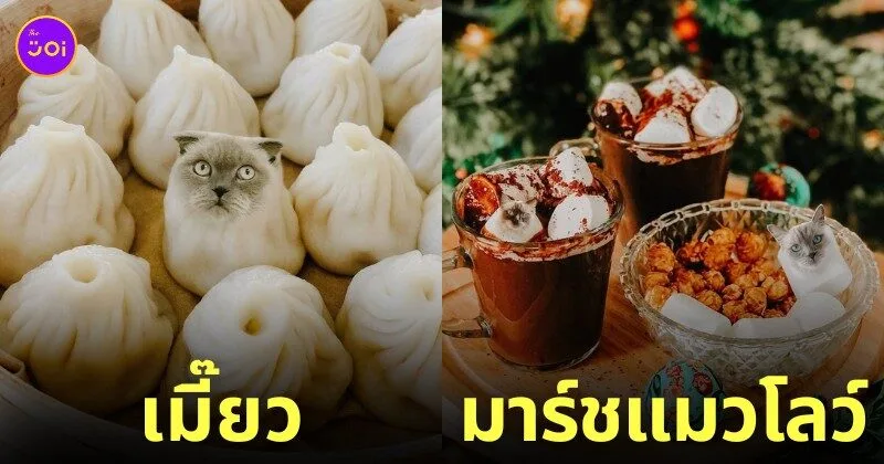 ภาพตัดต่อแมวผสมเข้ากับอาหารและขนม