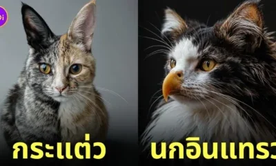 ภาพแมวผสมสัตว์โลก aiart