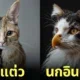 ภาพแมวผสมสัตว์โลก aiart