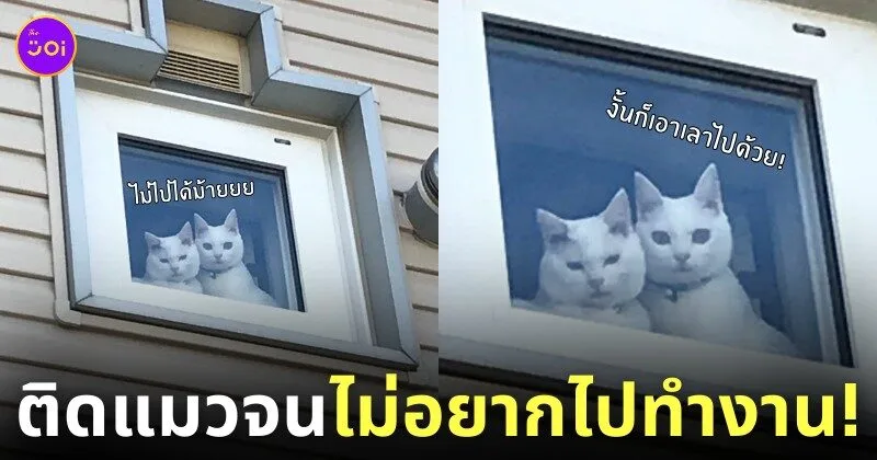 น้องแมวมองทาสไปทำงานตาละห้อย