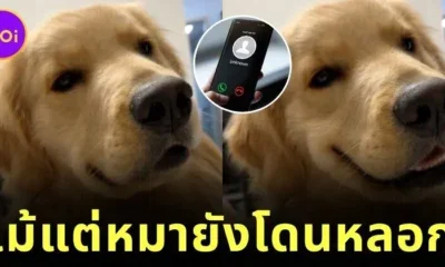 call center tries to scam dog