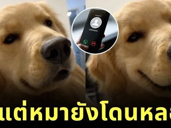 call center tries to scam dog