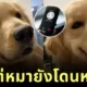 call center tries to scam dog