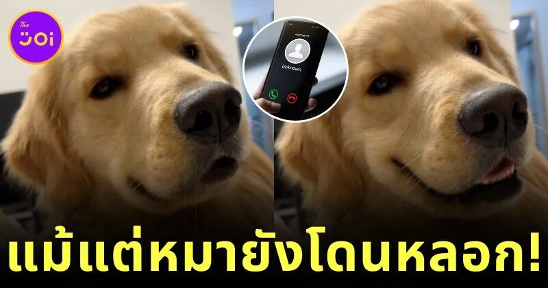 call center tries to scam dog