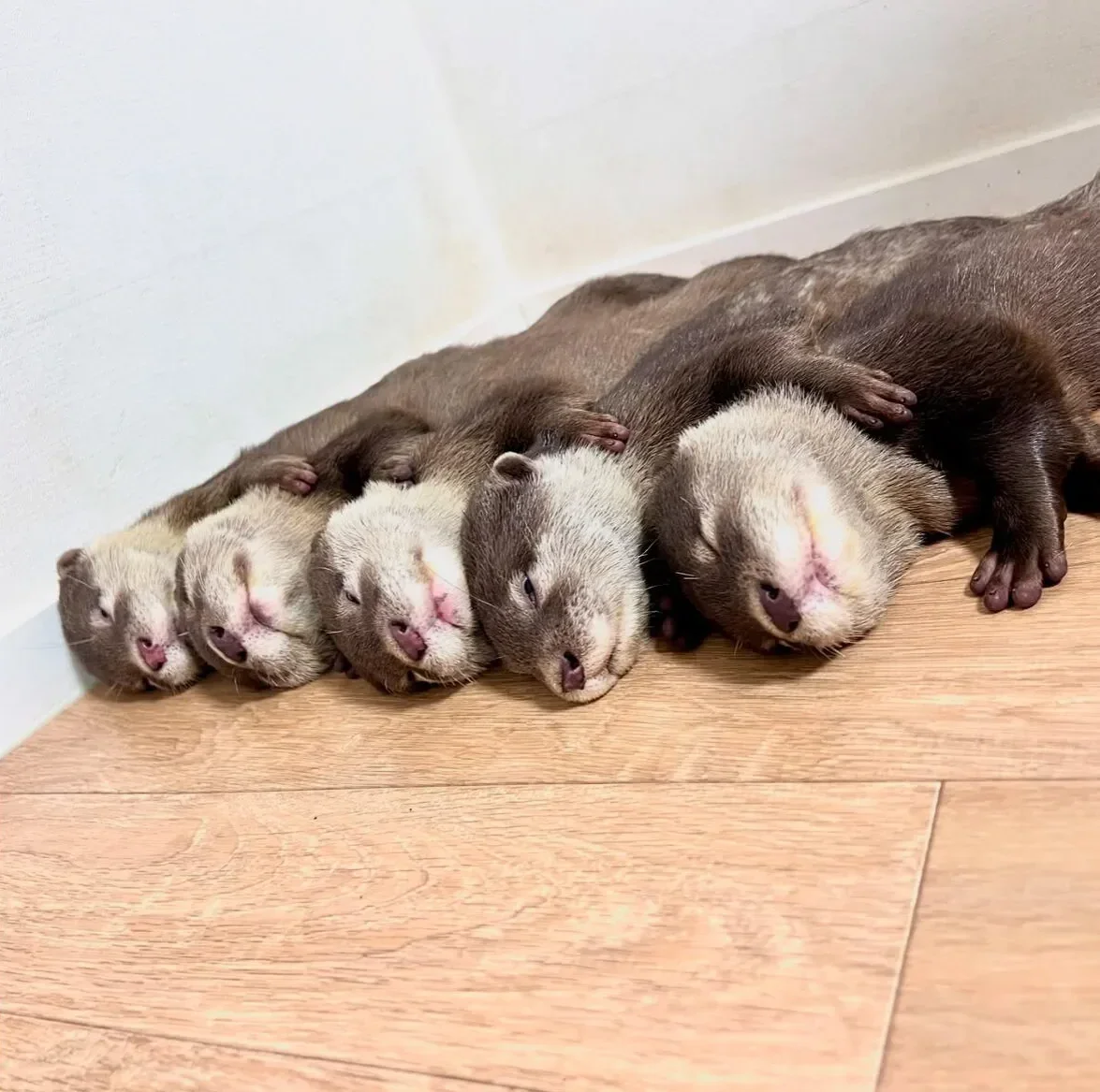 ภาพถ่ายแก๊งนากเด็ก 이웃집수달 Otter’s Home