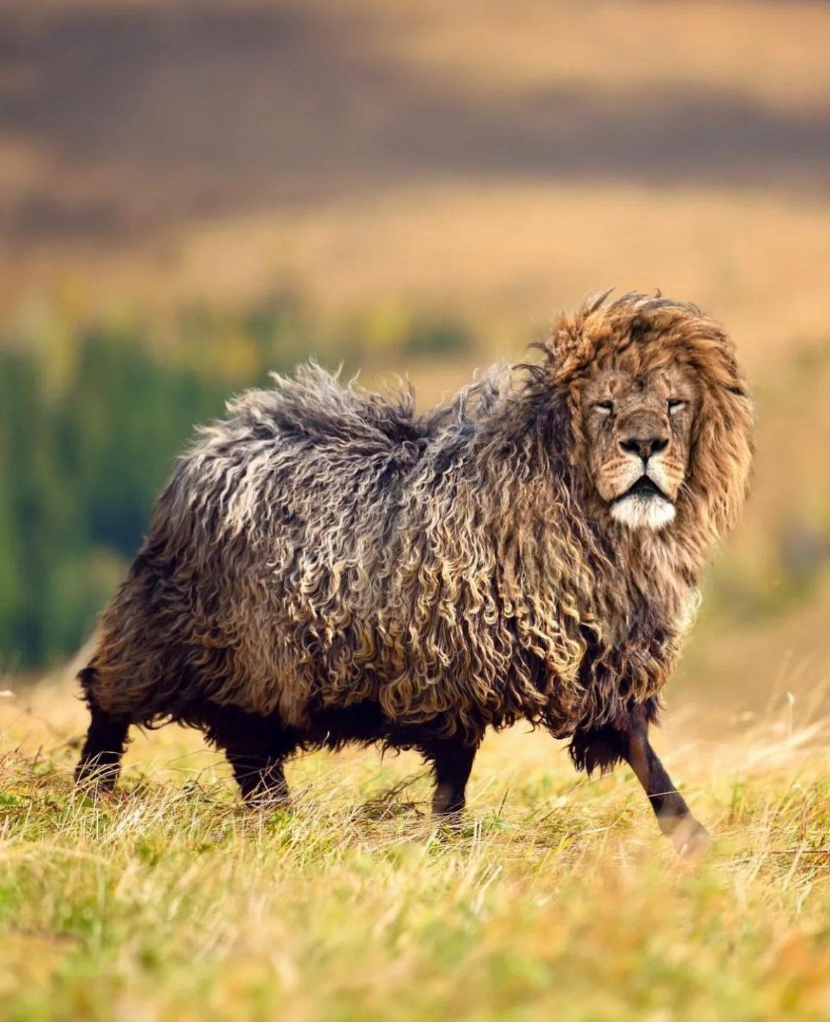 ภาพตัดต่อ Animal Hybrids สัตว์โลกผสมข้ามสายพันธุ์ Photoshop