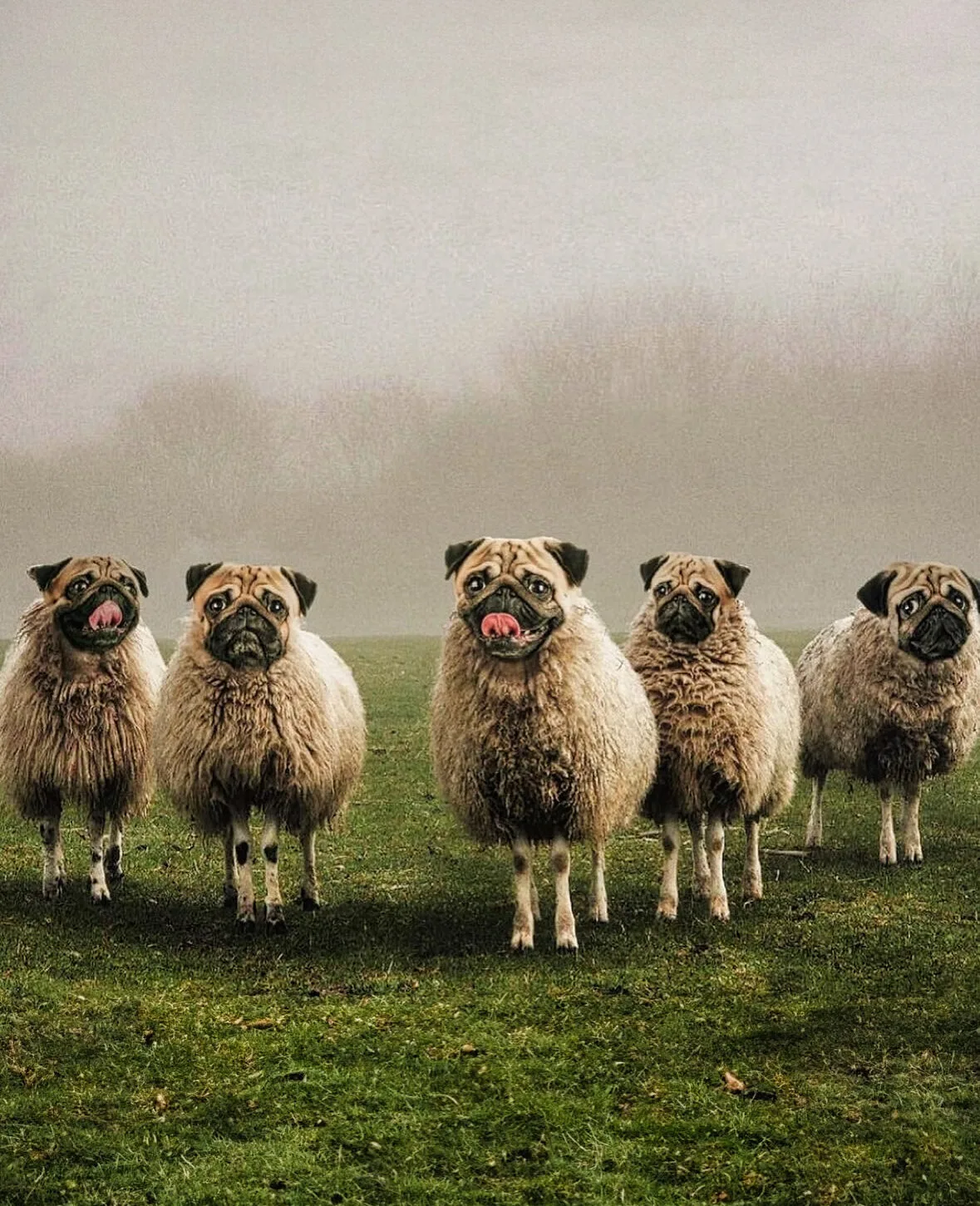 ภาพตัดต่อ Animal Hybrids สัตว์โลกผสมข้ามสายพันธุ์ Photoshop