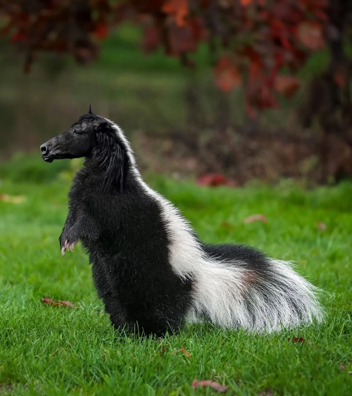 ภาพตัดต่อ Animal Hybrids สัตว์โลกผสมข้ามสายพันธุ์ Photoshop