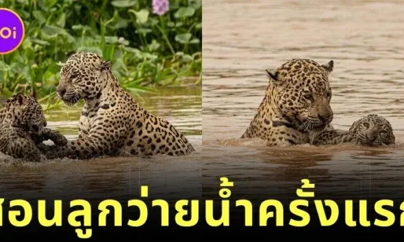 ช่างภาพต่างประเทศเผยภาพหาดูยากของแม่เสือดาวสอนลูกว่ายน้ำอย่างใกล้ชิดในป่าปังตานัลของบราซิล