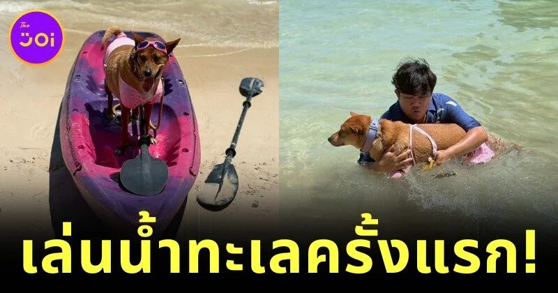 เปิดภาพ "คุณหมูแดง" ฮาจิโกะแห่งเมืองโคราช สัมผัสน้ำทะเลครั้งแรกที่จังหวัดกระบี่