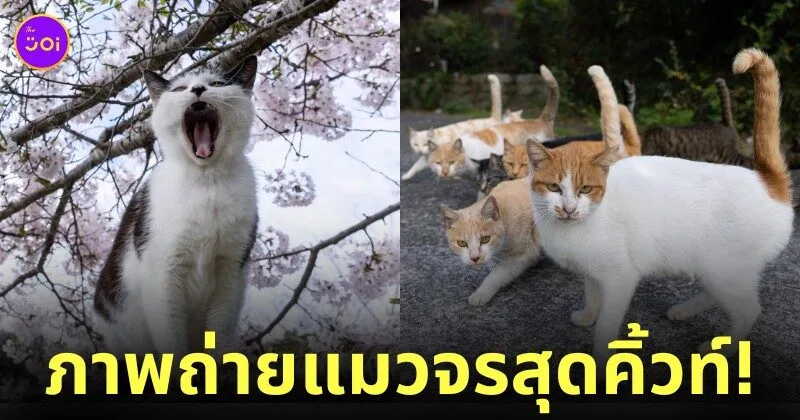 ภาพแมวจรจัด ช่างภาพชาวญี่ปุ่น Masayuki Oki