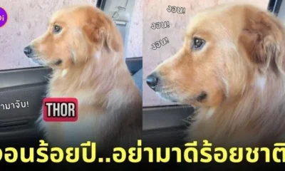 คลิปหมาโกลเด้นงอนเจ้าของ tiktok