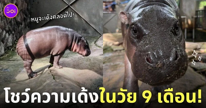 ฮิปโปแคระ หมูเด้ง 9 เดือน